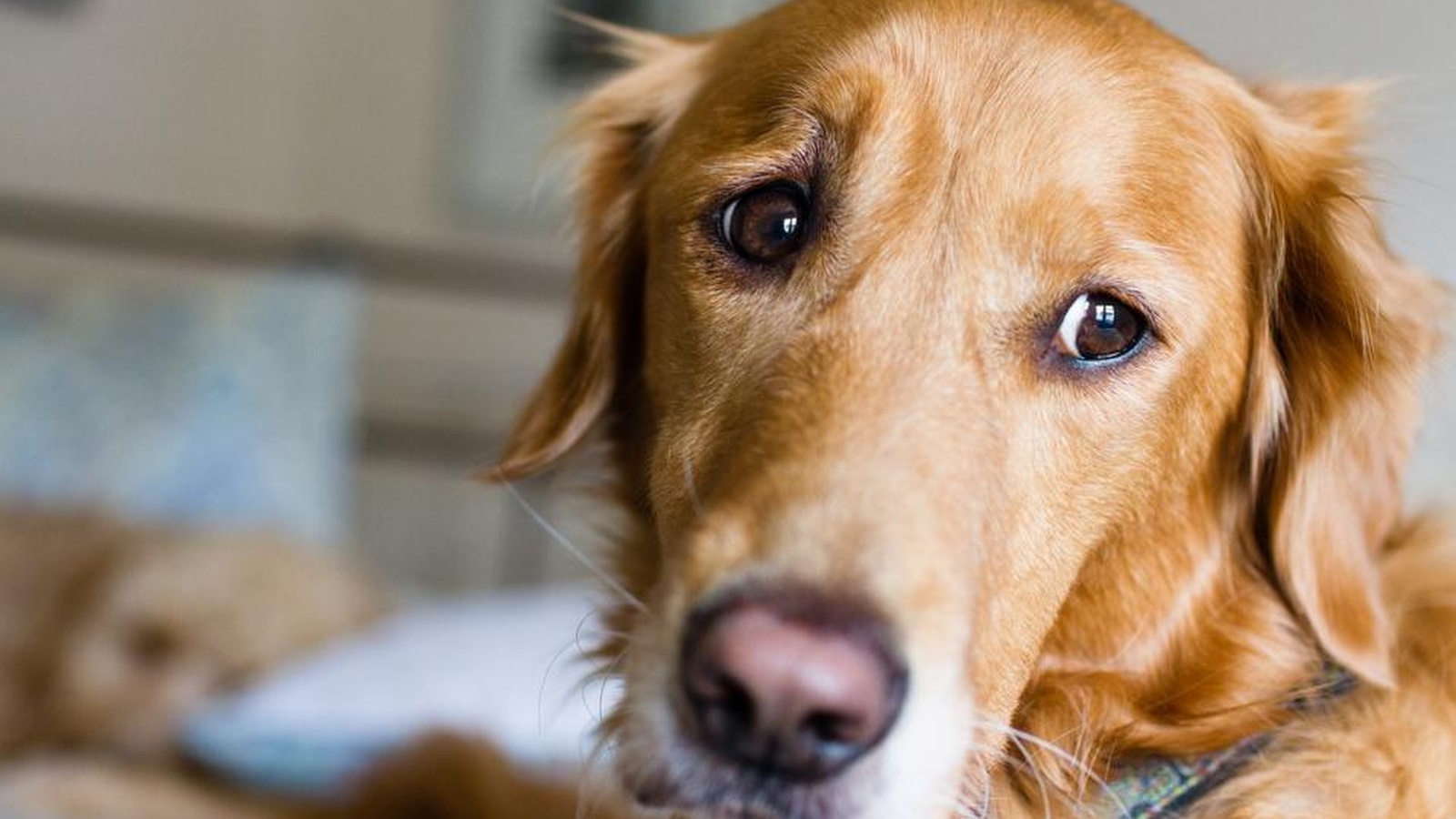 Can Pet Insurance Ease Your Dog’s Anxiety?