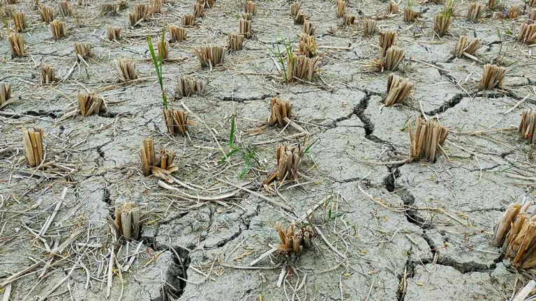 the-stresses-of-drought-–-zehr-insurance-brokers-ltd.