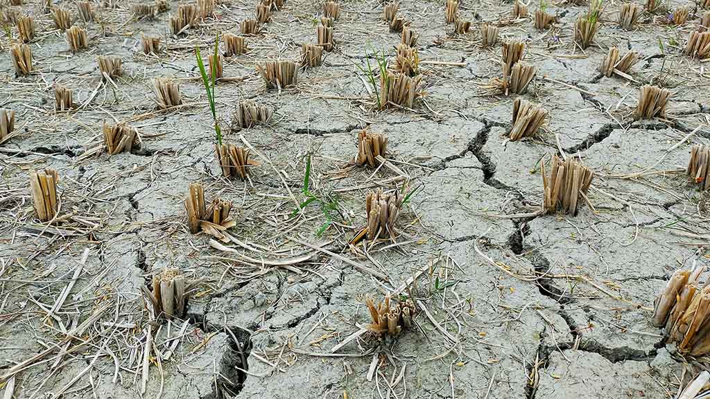 the-stresses-of-drought-–-zehr-insurance-brokers-ltd.